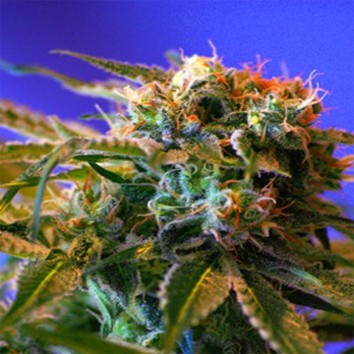Wild Rose Feminised насіння конопель: фото, характеристики, відгуки, опис