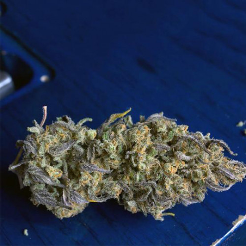 Cream 47 Feminised насіння конопель: фото, характеристики, відгуки, опис