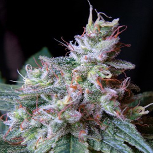 Auto Black Cream Feminised семена конопли: фото, характеристики, отзывы, описание Auto Black Cream Feminised семена конопли: фото, характеристики, отзывы, описание