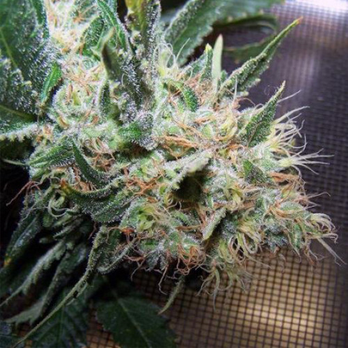 Double White Feminised насіння конопель: фото, характеристики, відгуки, опис