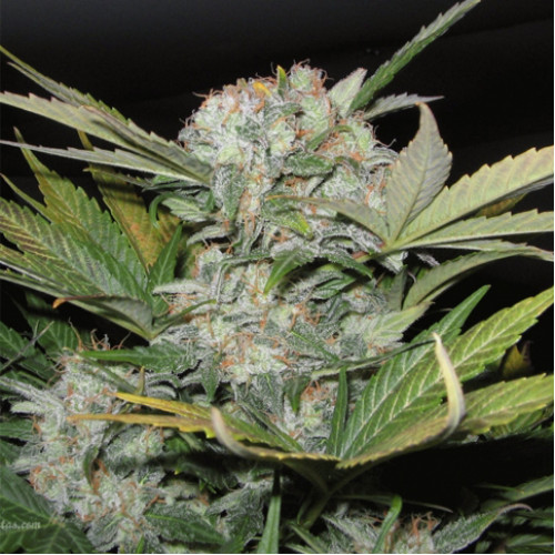 Auto Fast Bud #2 Feminised семена конопли: фото, характеристики, отзывы, описание Auto Fast Bud #2 Feminised семена конопли: фото, характеристики, отзывы, описание