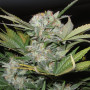 Auto Fast Bud #2 Feminised семена конопли: фото, характеристики, отзывы, описание Auto Fast Bud #2 Feminised семена конопли: фото, характеристики, отзывы, описание