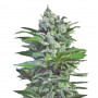 Ganesh Spirit Feminised насіння конопель: фото, характеристики, відгуки, опис Ganesh Spirit Feminised насіння конопель: фото, характеристики, відгуки, опис