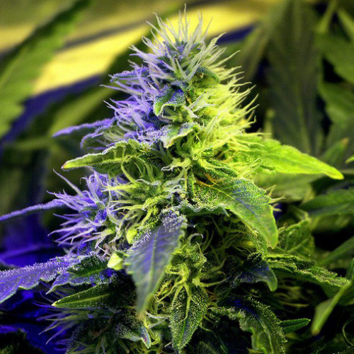 Auto Green Poison Feminised насіння конопель: фото, характеристики, відгуки, опис