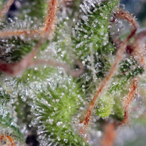 Green Poison Feminised насіння конопель: фото, характеристики, відгуки, опис Green Poison Feminised насіння конопель: фото, характеристики, відгуки, опис