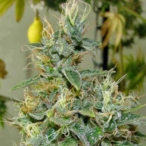 Ice Cool Feminised насіння конопель: фото, характеристики, відгуки, опис
