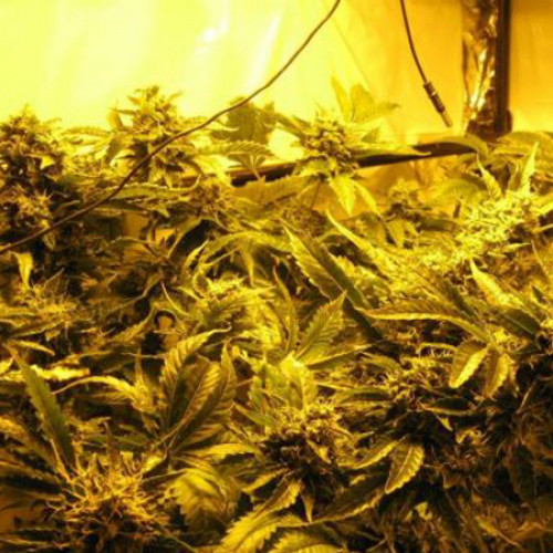 Auto Jack 47 Feminised насіння конопель: фото, характеристики, відгуки, опис