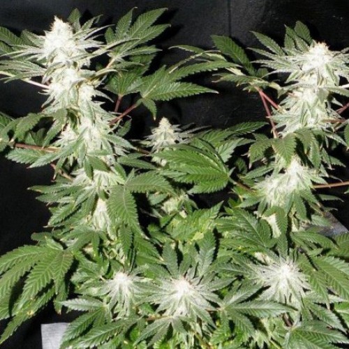 Auto Mohan Ram Feminised семена конопли: фото, характеристики, отзывы, описание