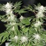 Auto Mohan Ram Feminised семена конопли: фото, характеристики, отзывы, описание