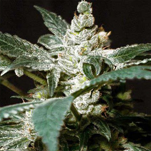 Wild Rose Feminised насіння конопель: фото, характеристики, відгуки, опис