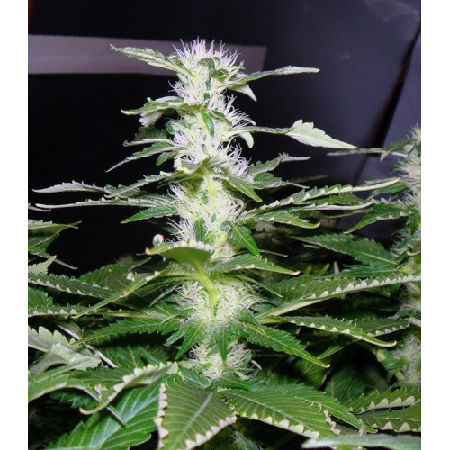 Big Foot Feminised семена конопли: фото, характеристики, отзывы, описание