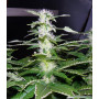 Big Foot Feminised семена конопли: фото, характеристики, отзывы, описание