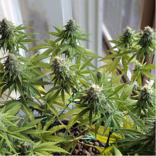 Big Foot Feminised семена конопли: фото, характеристики, отзывы, описание