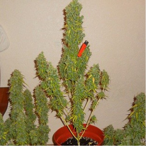 Auto Big Devil Feminised  насіння конопель: фото, характеристики, відгуки, опис Auto Big Devil Feminised  насіння конопель: фото, характеристики, відгуки, опис