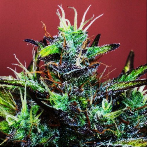 Auto Black Cream Feminised семена конопли: фото, характеристики, отзывы, описание Auto Black Cream Feminised семена конопли: фото, характеристики, отзывы, описание