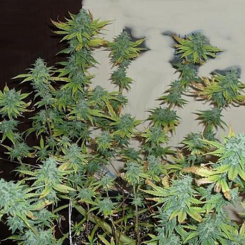 Auto Black Jack Feminized насіння конопель: фото, характеристики, відгуки, опис Auto Black Jack Feminized насіння конопель: фото, характеристики, відгуки, опис