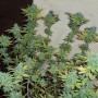 Auto Black Jack Feminized насіння конопель: фото, характеристики, відгуки, опис Auto Black Jack Feminized насіння конопель: фото, характеристики, відгуки, опис