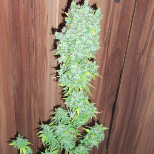 Sweet Cheese Feminised семена конопли: фото, характеристики, отзывы, описание Sweet Cheese Feminised семена конопли: фото, характеристики, отзывы, описание