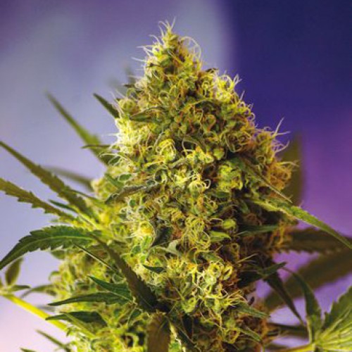 Auto Big Devil Feminised  насіння конопель: фото, характеристики, відгуки, опис Auto Big Devil Feminised  насіння конопель: фото, характеристики, відгуки, опис