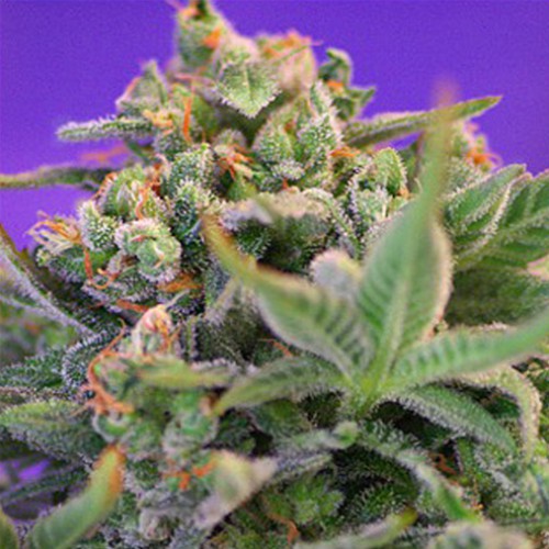 Sweet Cheese Feminised семена конопли: фото, характеристики, отзывы, описание Sweet Cheese Feminised семена конопли: фото, характеристики, отзывы, описание