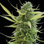 Colombian Gold Feminised семена конопли: фото, характеристики, отзывы, описание