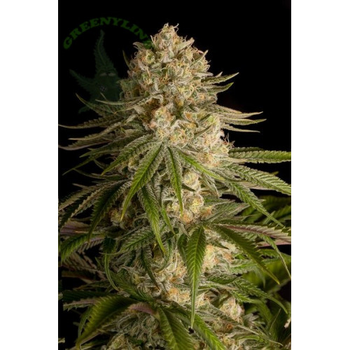 Critical Kush Feminised (поштучно) семена конопли: фото, характеристики, отзывы, описание Critical Kush Feminised (поштучно) семена конопли: фото, характеристики, отзывы, описание