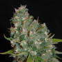 G13 Haze Feminised (поштучно) насіння конопель: фото, характеристики, відгуки, опис G13 Haze Feminised (поштучно) насіння конопель: фото, характеристики, відгуки, опис