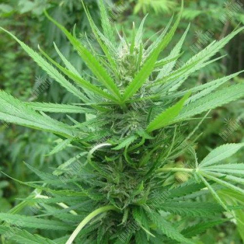Afghan Haze Feminised (поштучно) семена конопли: фото, характеристики, отзывы, описание