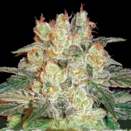 Auto Afghan Kush Feminised (поштучно) насіння конопель: фото, характеристики, відгуки, опис
