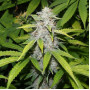 Auto Afghani Feminised (поштучно) семена конопли: фото, характеристики, отзывы, описание Auto Afghani Feminised (поштучно) семена конопли: фото, характеристики, отзывы, описание
