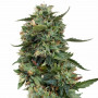 Auto LSD Feminised (Оптом) насіння конопель: фото, характеристики, відгуки, опис Auto LSD Feminised (Оптом) насіння конопель: фото, характеристики, відгуки, опис