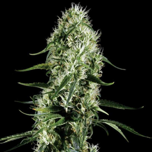 Silver Haze Feminised (поштучно) насіння конопель: фото, характеристики, відгуки, опис