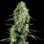 Silver Haze Feminised (поштучно) насіння конопель: фото, характеристики, відгуки, опис