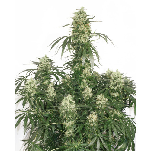 Auto Ultimate Feminised (поштучно) насіння конопель: фото, характеристики, відгуки, опис