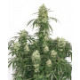 Auto Ultimate Feminised (поштучно) насіння конопель: фото, характеристики, відгуки, опис