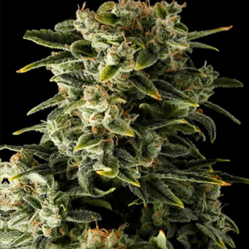 Auto Bomb Feminised (поштучно) семена конопли: фото, характеристики, отзывы, описание