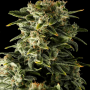 Auto Bomb Feminised (поштучно) семена конопли: фото, характеристики, отзывы, описание