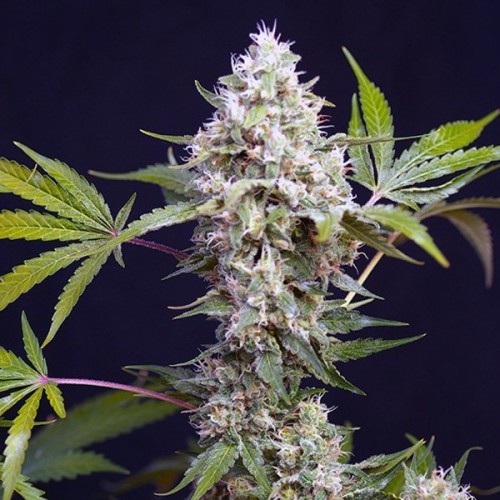 Auto Afghan Haze Feminised (поштучно) семена конопли: фото, характеристики, отзывы, описание
