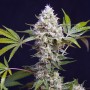 Auto Afghan Haze Feminised (поштучно) семена конопли: фото, характеристики, отзывы, описание