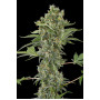 Auto Moby Dick Feminised (поштучно) насіння конопель: фото, характеристики, відгуки, опис