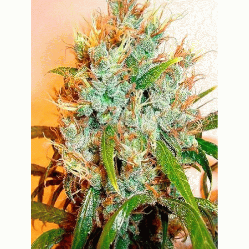 Kali Mist Feminised (поштучно) насіння конопель: фото, характеристики, відгуки, опис