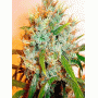 Kali Mist Feminised (поштучно) насіння конопель: фото, характеристики, відгуки, опис