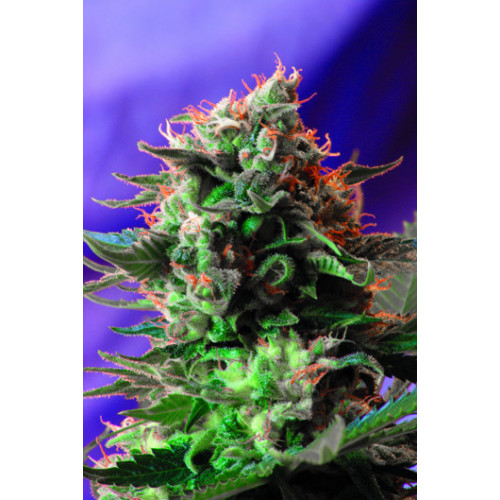 Jack 47 Feminised (поштучно) насіння конопель: фото, характеристики, відгуки, опис