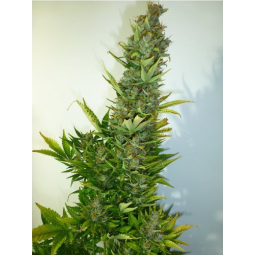 Auto Lemon Haze Feminised (поштучно) семена конопли: фото, характеристики, отзывы, описание
