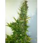 Auto Lemon Haze Feminised (поштучно) семена конопли: фото, характеристики, отзывы, описание
