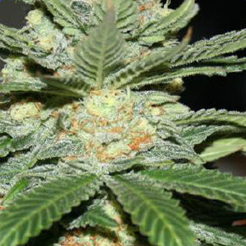 Bob Marley Kush Feminised (поштучно) семена конопли: фото, характеристики, отзывы, описание Bob Marley Kush Feminised (поштучно) семена конопли: фото, характеристики, отзывы, описание