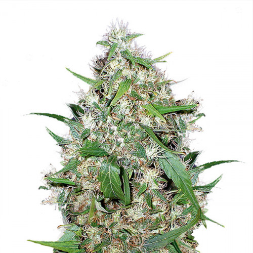 Auto Critical Feminised (поштучно) семена конопли: фото, характеристики, отзывы, описание