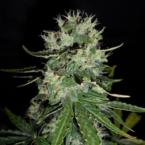 Auto Fast Bud Feminised (поштучно) насіння конопель: фото, характеристики, відгуки, опис