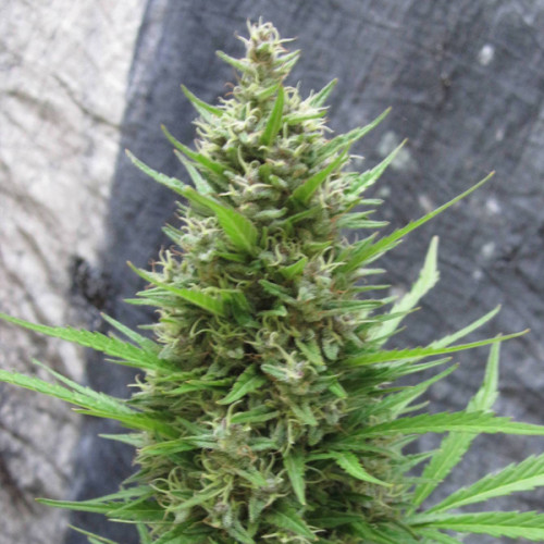 Auto Jack Feminised (поштучно) насіння конопель: фото, характеристики, відгуки, опис