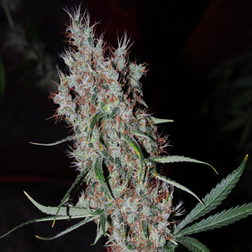 Auto Kali Mist Feminised (поштучно) семена конопли: фото, характеристики, отзывы, описание